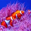 Clownfish On Coral Reef paint by number