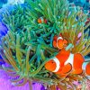 Clownfish Undersea paint by numbers