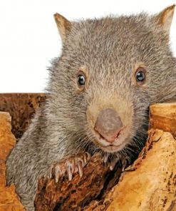 Common Wombat Paint By Number