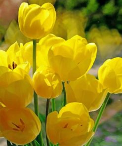 Crocus-flowers-paint-by-numbers