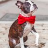 Dog With Red Bow Tie paint by number