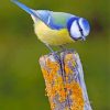 Eurasian Blue Tit Bird paint by numbers