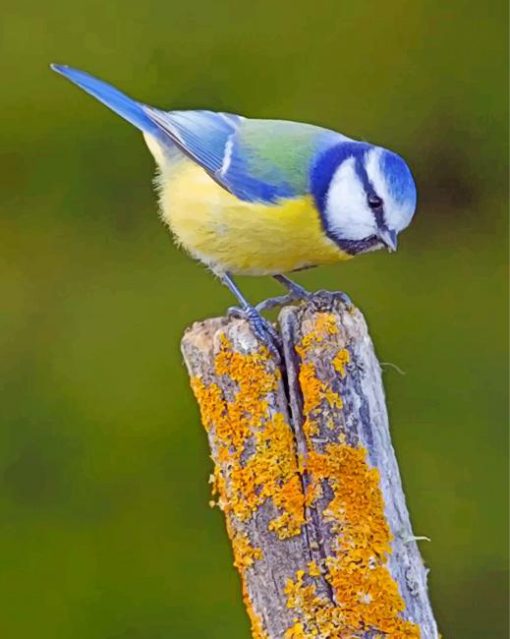 Eurasian Blue Tit Bird paint by numbers