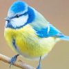 Eurasian Blue Tit Bird paint by numbers