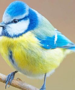 Eurasian Blue Tit Bird paint by numbers