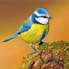 Eurasian Blue Tit paint by numbers