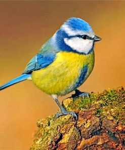 Eurasian Blue Tit paint by numbers