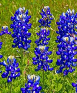 Lupine Bluebonnet paint by numbers