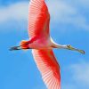 Flying Roseate spoonbill paint by number