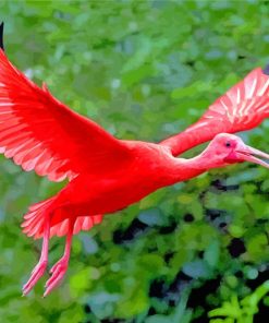 Flying Scarlet Ibis Paint by numbers