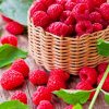 Fresh-raspberry-fruit-paint-by-number