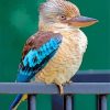 Kookaburra Bird paint by number