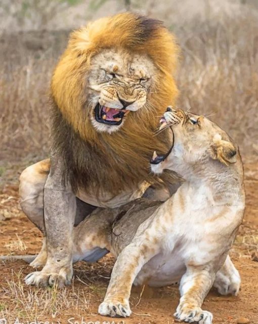 Lion-Aggression