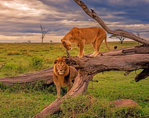 MOH_Lions-and-Lioness-in-Africa