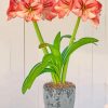 Orange Amaryllis paint by numbers