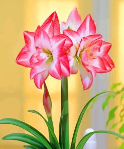 Pink Blooming Amaryllis paint by number