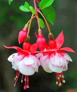 Pink White fuchsia flowers paint by number