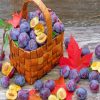 Plums Fruit Basket paint by numbers