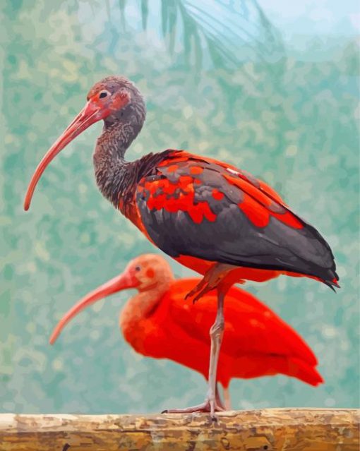 Red Black Scarlet Ibis Birds paint by numbers