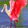 Roseate spoonbill Bird Art paint by numbers