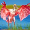 Roseate spoonbill Pink Bird paint by number