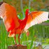 Scarlet Ibis Big Wings paint by numbers