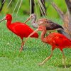 Scarlet ibis Birds paint by numbers