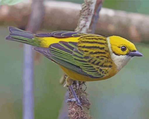 Silver Throated Tanager Bird paint by number