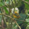 Silver Throated Tanager On Branch paint by number