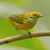 Silver Throated Tanager On Stick paint by numbers