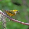 Silver Throated Tanager paint by number