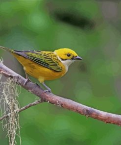 Silver Throated Tanager paint by number