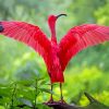 The Scarlet Ibis Bird paint by number