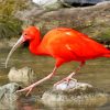 The Scarlet ibis paint by number