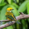 The Silver Throated Tanager paint by number