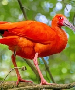 Trinidad Scarlet Ibis paint by number