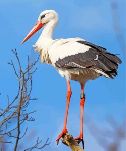 White Stork Bird paint by number