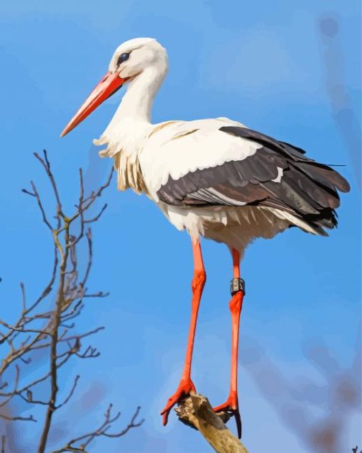 White Stork Bird paint by number