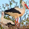 White Stork Birds paint by number