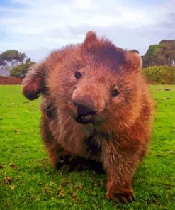 Wombat Animal Paint By Number