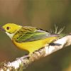 Yellow Bird Silver Throated Tanager paint by number