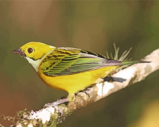 Yellow Bird Silver Throated Tanager paint by number