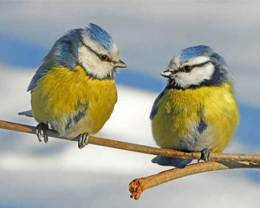 Aesthetic Blue Tit Birds paint by numbers