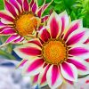 aesthetic-gazania-flowers-paint-by-numbers