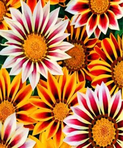 aesthetic-gazania-paint-by-number