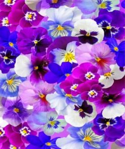 Aesthetic Pansy Flowers paint by numbers