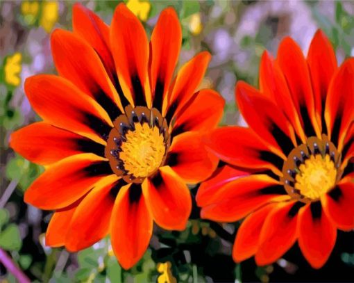 african-daisies-gazania-paint-by-numbers