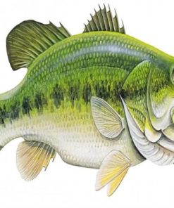 Bass Fish Paint by numbers