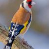 Beautiful Goldfinch Bird paint by numbers