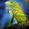 beautiful-green-iguana-adult-paint-by-numbers